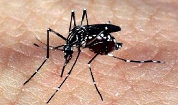 BNDES destina R$ 23 milhões à pesquisa de combate ao zika