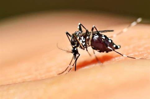 Casos de dengue caem 68% na comparação entre abril e maio