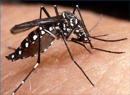 Casos de dengue no país aumentam 234% e chegam a 745,9 mil neste ano